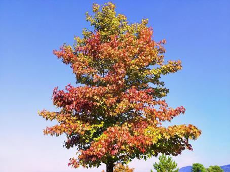 モミジバフウの紅葉と青空 モミジバフウの紅葉と青空 紅葉,モミジバフウ,秋の写真素材
