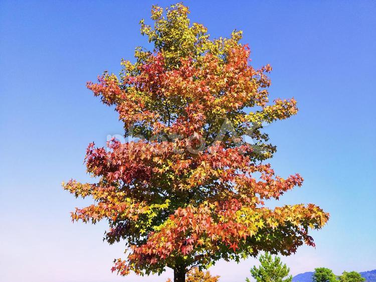モミジバフウの紅葉と青空 紅葉,モミジバフウ,秋の写真素材