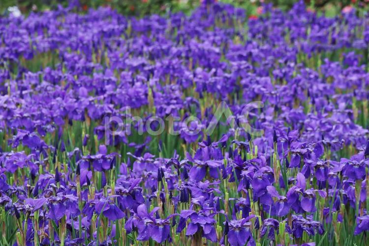 満開の花畑のイメージ 花,花畑,お花見の写真素材