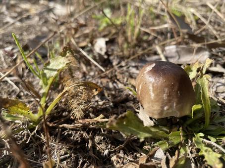 きのこ 秋,きのこ,キノコの写真素材