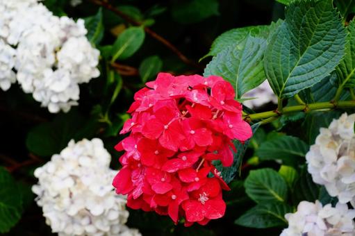 紫陽花 紫陽花 紫陽花,植物,6月の写真素材