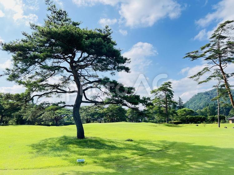 美しい松の木があるゴルフ場 鬼怒川カントリークラブ,鬼怒川,栃木の写真素材