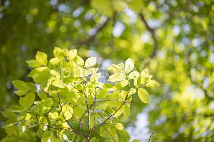 新緑の木漏れ日 新緑,木漏れ日,太陽の写真素材
