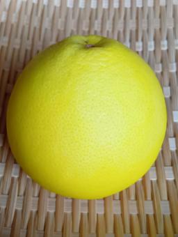 グレープフルーツ 黄色,果物,フルーツの写真素材