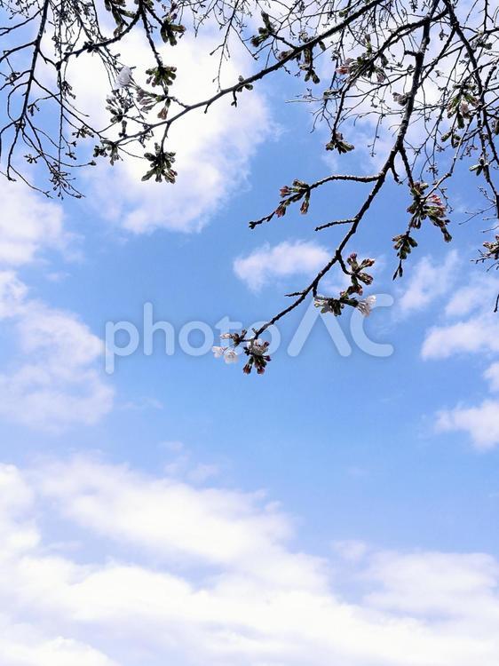 空　桜　雲　青空　 空,桜,雲の写真素材
