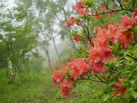 Misty birch and rhododendron, JPG Misty birch and rhododendron, JPG