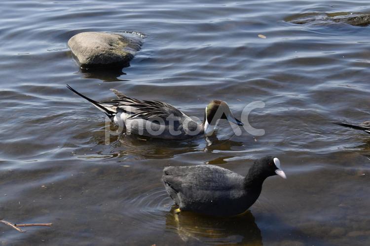 鴨　カモ　かも　野鳥　渡り鳥　水辺　水面 鴨,カモ,かもの写真素材