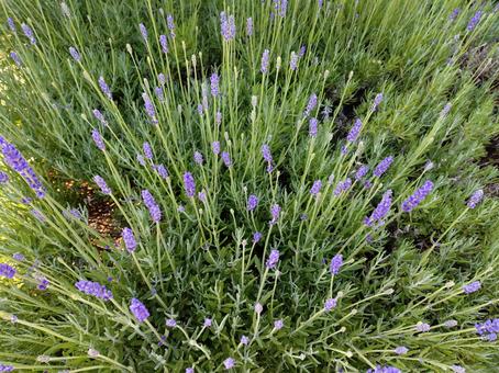 Photo, lavender, natural, june, 