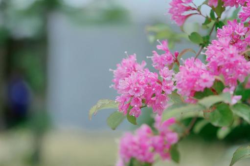 花 花の写真
