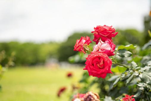 Early summer rose garden scenery 16, JPG Early summer rose garden scenery 16, JPG