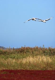 サンゴ草とタンチョウ～秋の北海道：能取湖 サンゴ草,アッケシソウ,能取湖の写真素材