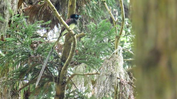 サンコウチョウ サンコウチョウ 野鳥,小鳥,鳥の写真素材