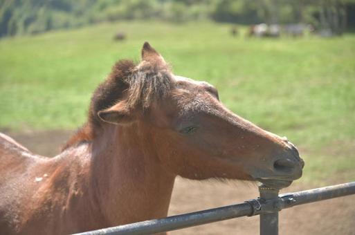 蓼科第二牧場の馬たち⑥ 蓼科第二牧場の馬たち⑥の写真