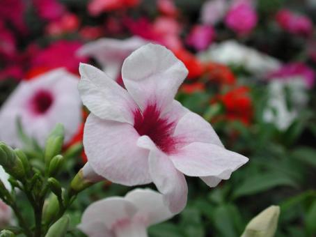 パンドレア　クローズアップ パンドレア,つる性花木,ロウト型の写真素材