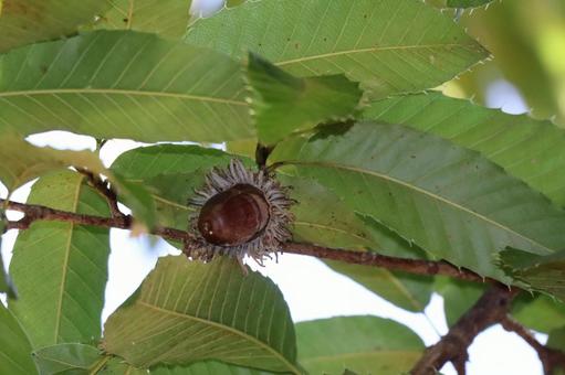 緑の葉と茶色のどんぐりの実のなる木の枝 緑,葉,茶色の写真素材