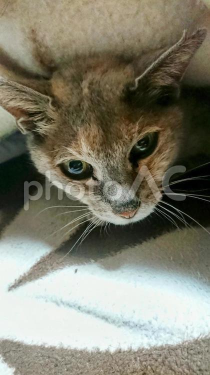 布団から顔を出す猫　ミックス 猫,ネコ,ねこの写真素材