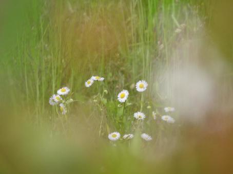 白いお花 白いお花の写真