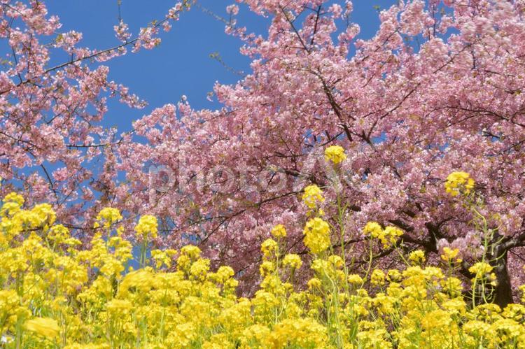 植物　花　菜の花と河津桜 植物,花,菜の花の写真素材
