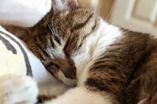 夢の中の猫 猫,ねこ,ネコの写真素材