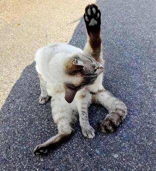 ヨガ教室 猫,動物,風景の写真素材