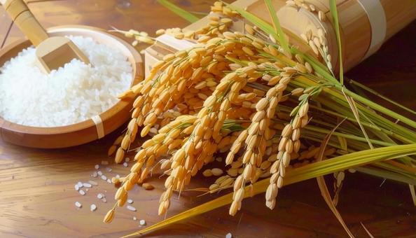 秋の収穫　お米　稲の写真