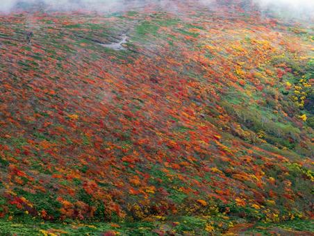 紅葉の栗駒山(須川岳) 紅葉の栗駒山(須川岳) 栗駒山,須川岳,紅葉の写真素材