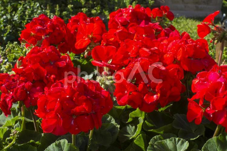 花壇のゼラニウム ゼラニウム,花,ガーデニングの写真素材