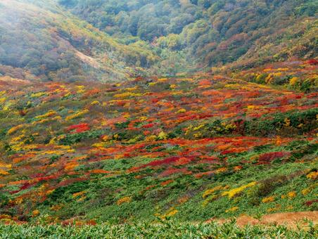 紅葉の栗駒山(須川岳) 紅葉の栗駒山(須川岳) 栗駒山,紅葉,秋の写真素材
