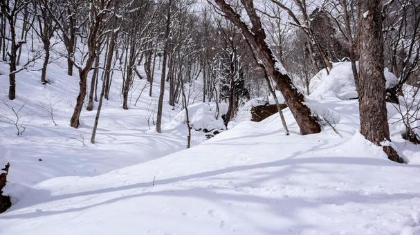 冬の森の写真