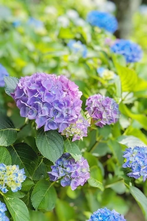 紫色のアジサイの花と木漏れ日 アジサイ,紫陽花,花の写真素材