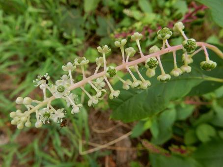 【植物写真】ヨウシュヤマゴボウ 【植物写真】ヨウシュヤマゴボウの写真