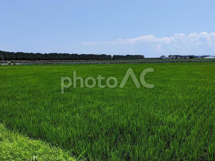 田園風景　その8 稲,田んぼ,いねの写真素材