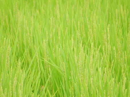 【風景写真】田んぼの風景 【風景写真】田んぼの風景の写真