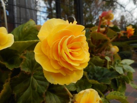 バラ園の風景 バラ園の風景の写真