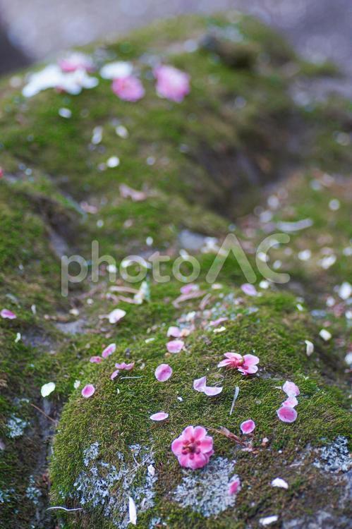 岩苔の上に散った梅の花 岩苔,梅,うめの写真素材