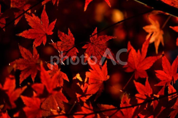 紅葉　紅葉　モミジ　秋の写真　秋の一枚 秋,赤,秋晴れの写真素材