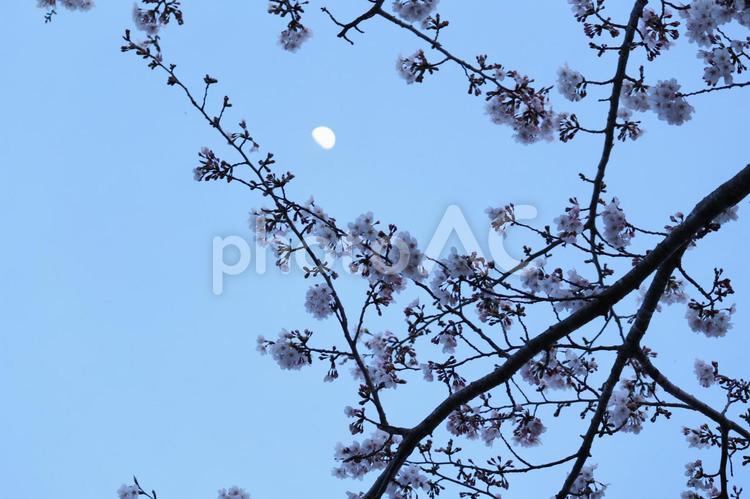 月と桜 桜,夜桜,春の写真素材