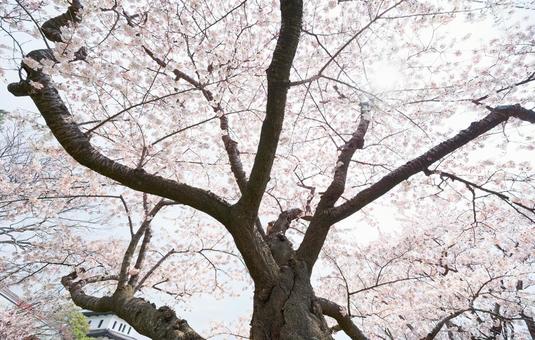 松前城の桜 松前城の桜の写真