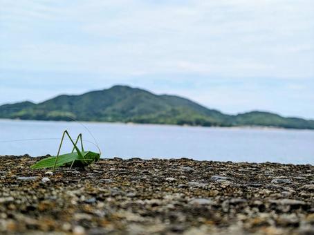 バッタと海 バッタと海の写真