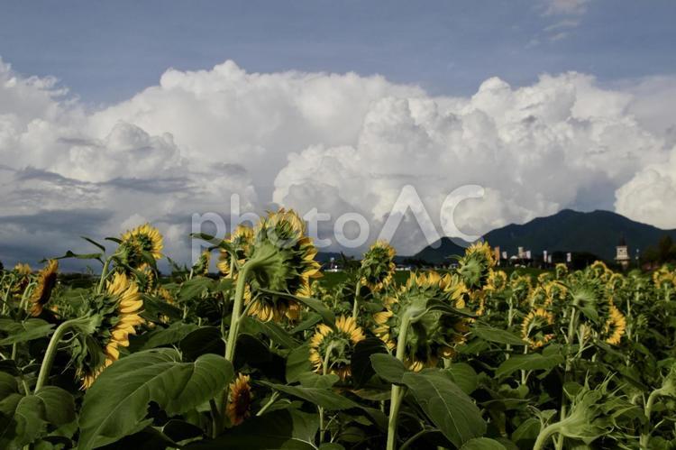 山に向かって咲くひまわりの後ろ姿 ひまわり,ひまわり畑,夏の写真素材
