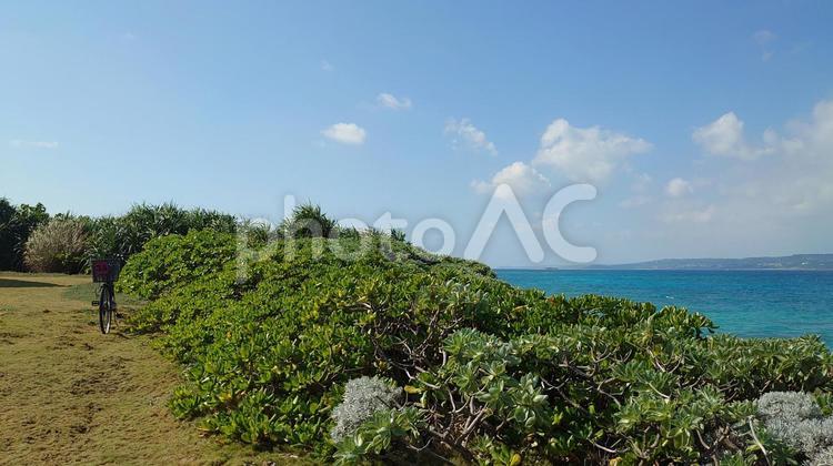 海と植物 海,空,青いの写真素材