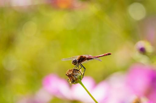 アキアカネ(28) アキアカネ(28) トンボ,アキアカネ,赤とんぼの写真素材