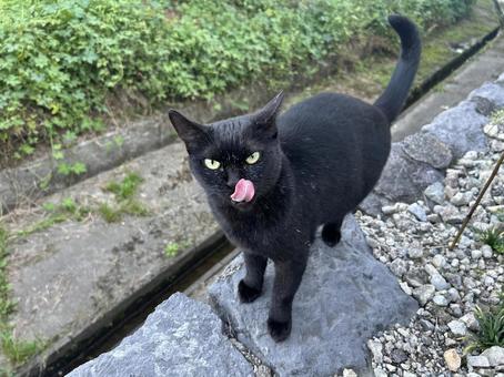 黒猫ペロリ 黒猫,地域猫,さくら猫の写真素材