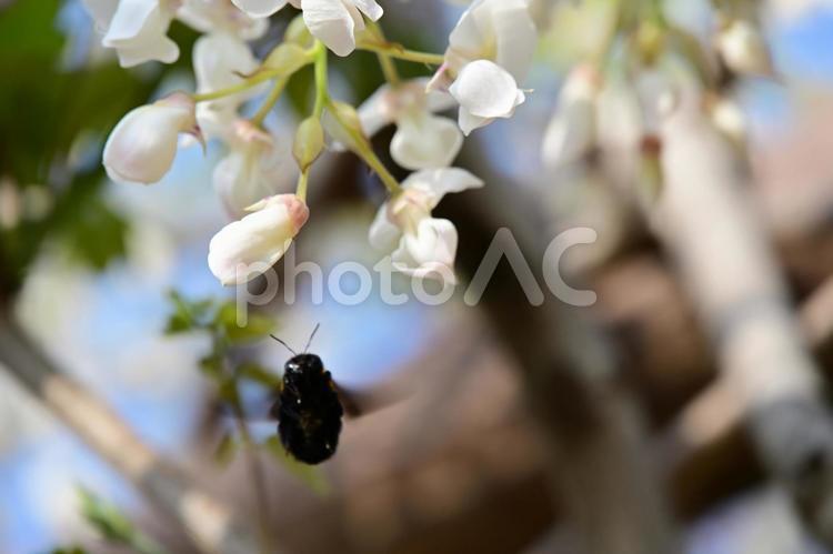 ニセアカシアの花03 白い花,ニセアカシア,花の写真素材
