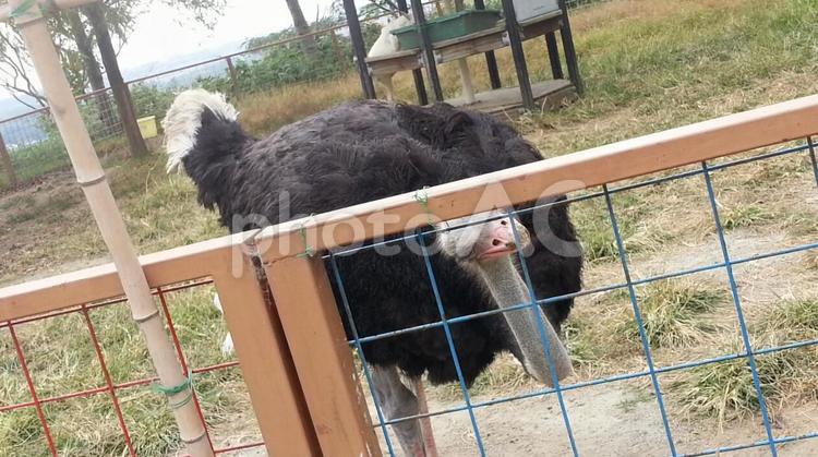 頭をかがめたガチョウ ガチョウの写真素材