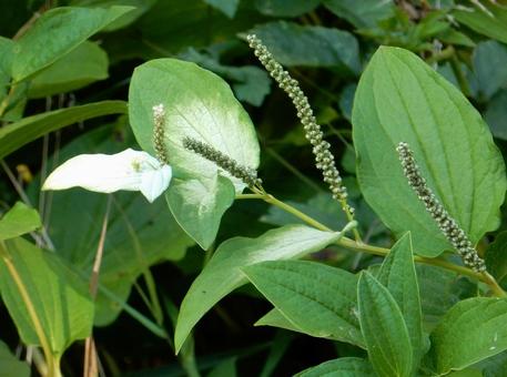 [Flower Photo] Pinctada gracilis, JPG