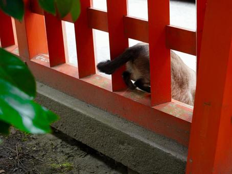去り際の猫 去り際の猫の写真