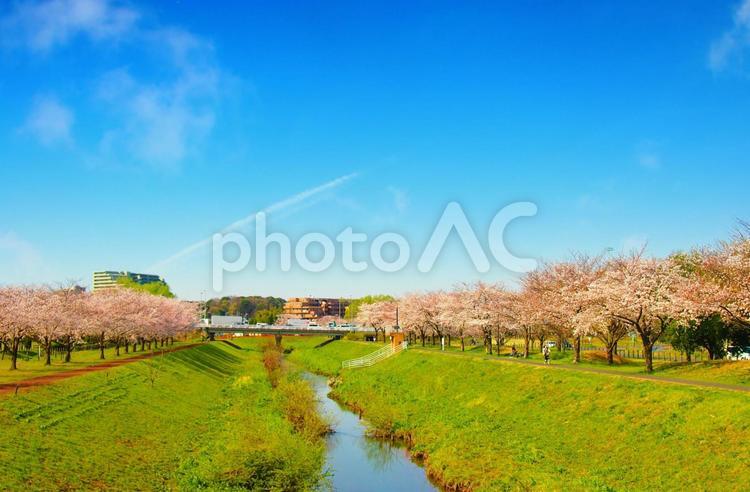 さくらの並木道と川のある風景 ソメイヨシノ,春,青空の写真素材