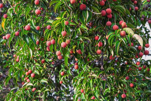 やまぼうしの赤い実 山法師,赤い実,ミズキの写真素材