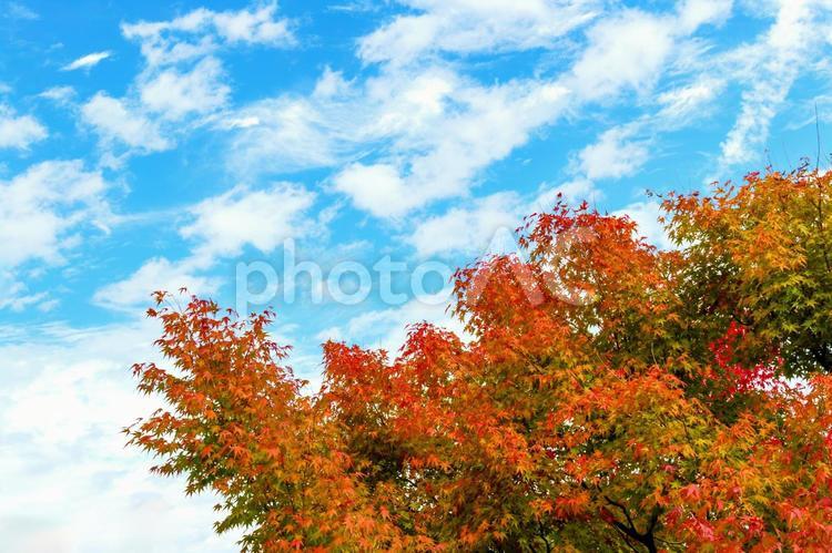 青空とモミジのイメージ画像 紅葉,もみじ,秋の写真素材